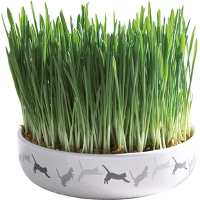 Ceramiczna miska na trawę dla kotów 15x4cm, 50g nasion trawy